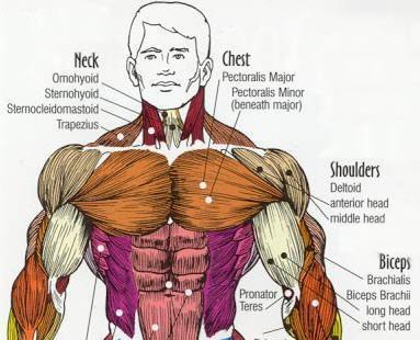 Bodybuilding Tips For Chest