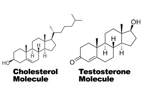 Non steroid hormones can be made of