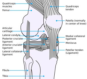 Anatomy Of An Injury: ACL - Anterior Cruciate Ligament Tear