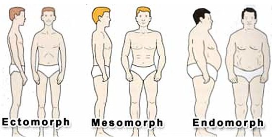 About Body Types
