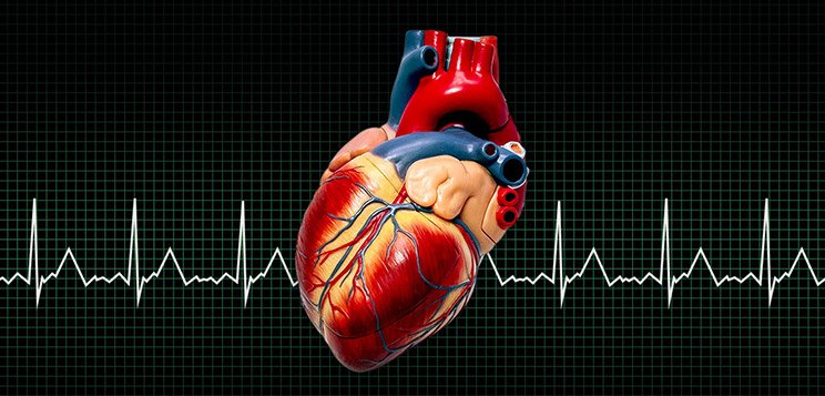 Your Heart: The Muscle That Matters The Most