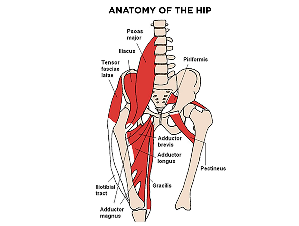 Inner Hip Groin Pain Remedy – The Hip Flexor