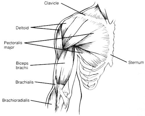 Bicep Anatomy