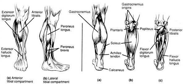 calf anatomy
