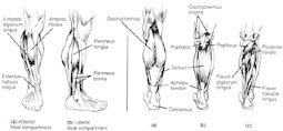 Anatomy Of The Calves