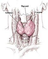 The Thyroid Is One Of The Largest Endocrine Glands In The Body.