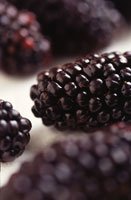 Cup For Cup Blackberries Will Offer More Fiber Than Strawberries Or Blueberries.