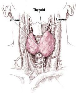 The Gland Is Located In The Front Of Your Neck And Produces Certain Hormones That Affect Your Health.
