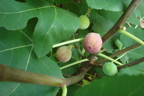 Figs Are A Fruit That Contain Plenty Of Antioxidants