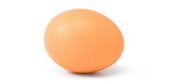 Protéines d'œuf