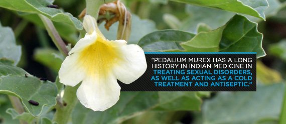 Pedalium murex