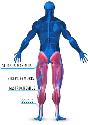 Anatomy of Growth: How to Train Your Leg Muscles