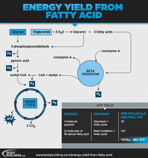 Energy Yield From Fatty Acid