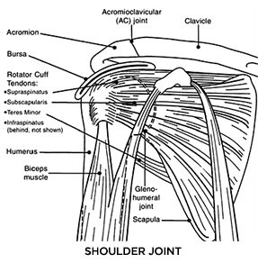 Image of shoulder