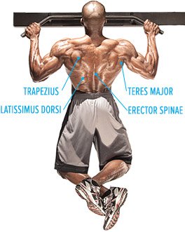 5 Training Routines To Build Your Back... Fast!