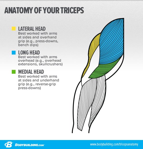 Lateral Head Triceps Strategies To Build Bigger Arms