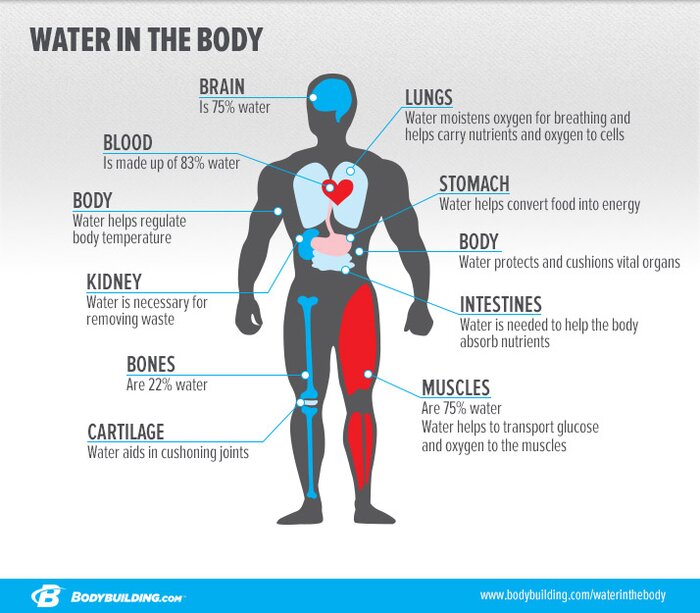 Water in the Body