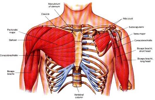 Training Tips For Building Your Pectoralis Major!