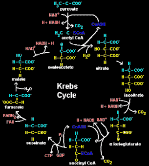 Kreb Cycle