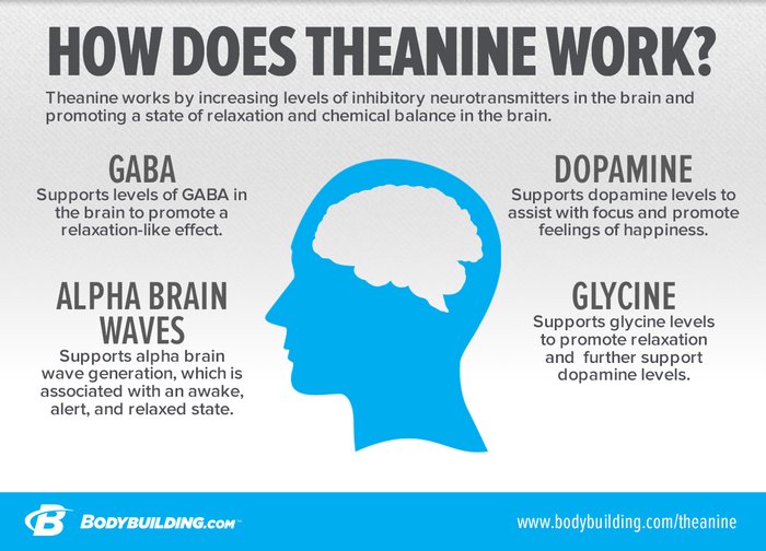 Theanine in the brain infographic