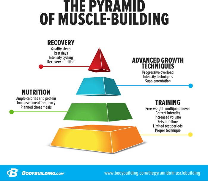 6 Important Laws of Muscle Building - Elevate Nutrition