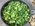 Warm Shaved Brussels Sprouts and Baby Kale Salad