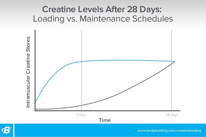 Creatine levels after 28 days