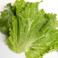 lettuce large