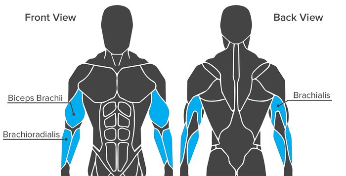 Anatomy of Growth: How to Train Your Arm Muscles