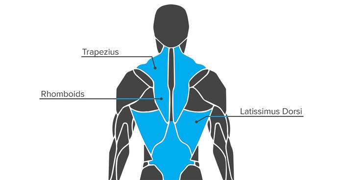 Anatomy of the back