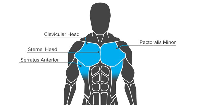 Chest muscle anatomy