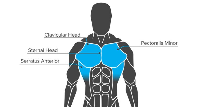 Anatomy of Growth: How to Train Your Chest Muscles