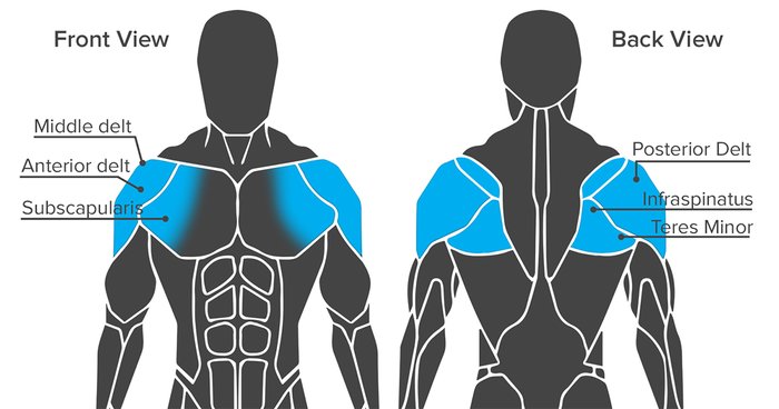 shoulder muscles anatomy