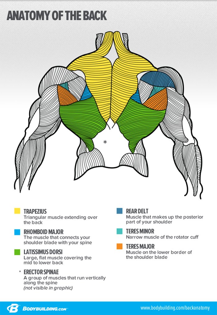 Muscle building back workouts