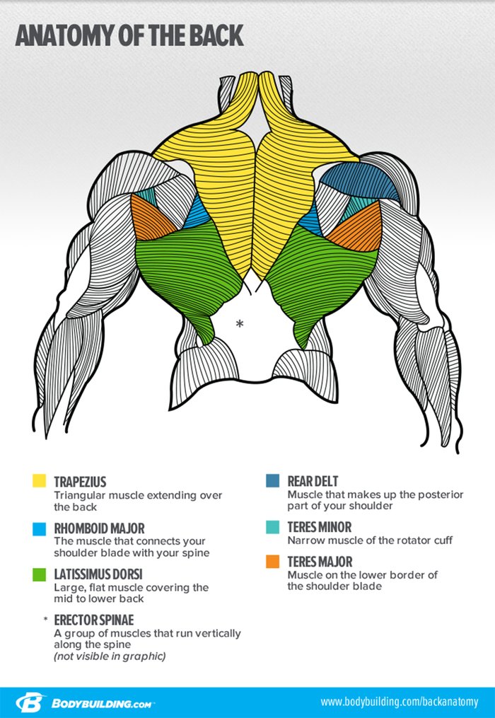 The Ultimate Guide to Trap Workouts · MuscleTech