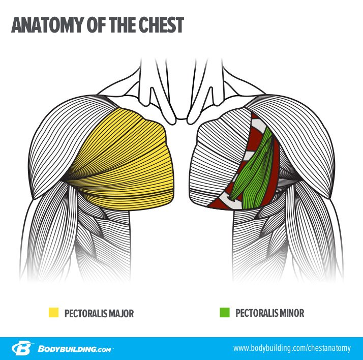 Chest Muscles Diagram Chest Anatomy Diagram Cheat Dumper Chest Images