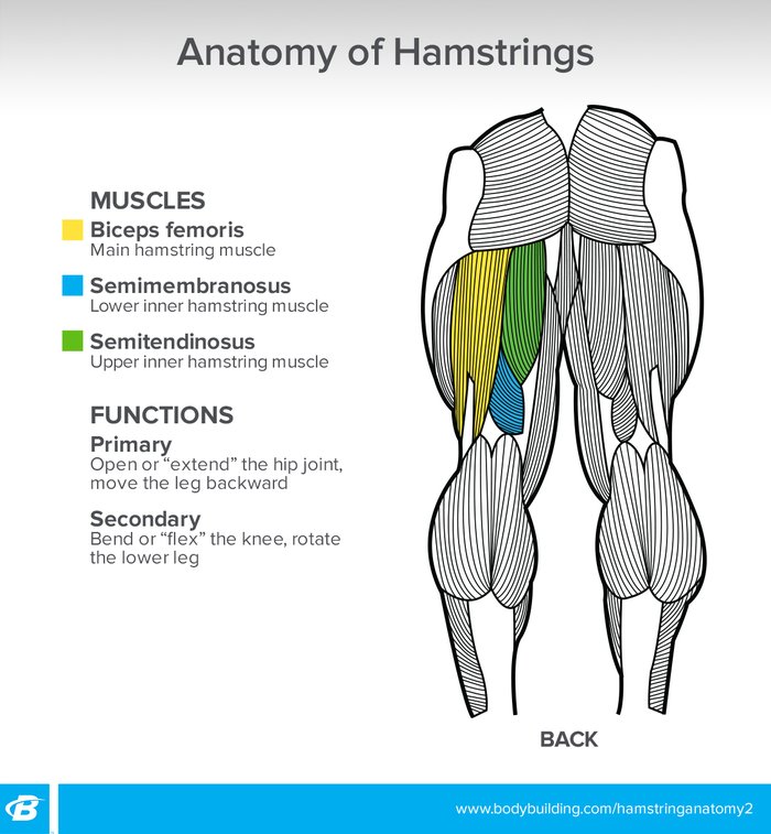 Hamstrings Bodybuilding