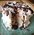 Cookies-and-Cream Protein Mug Cake