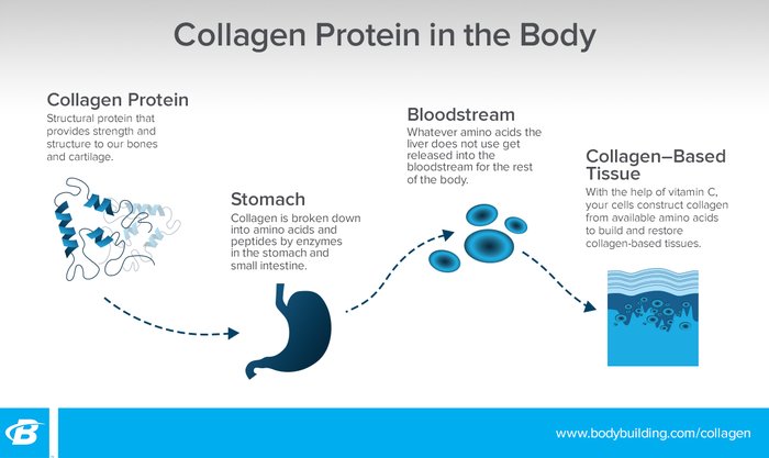 Collagen Protein In The Body