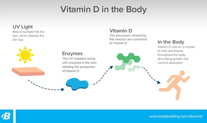 Your Expert Guide To Vitamin D Bodybuildingcom