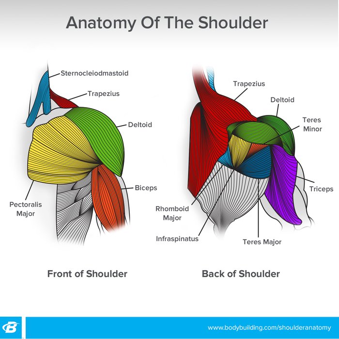 Shoulder Muscle Anatomy Bodybuilding