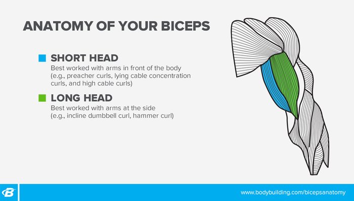 Anatomy of the biceps