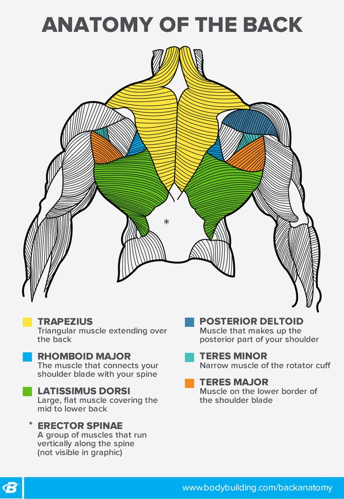 Back Workouts For Women 4 Ways To Build Your Back By Design