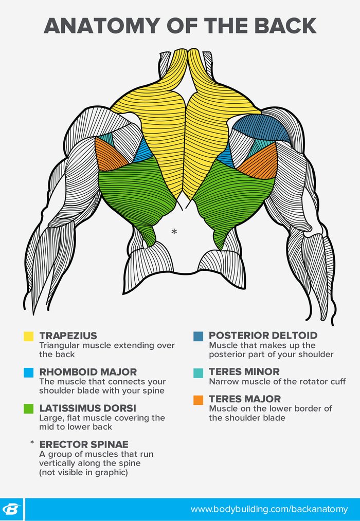 30 Minute Workout Anatomy Chart for push your ABS