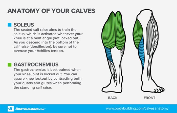 Anatomy of your calves. 