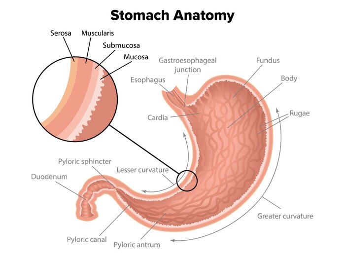 Stomach anatomy