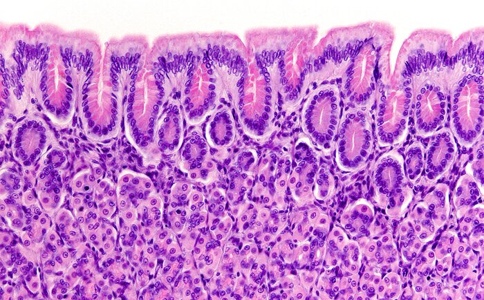 Goblet cells