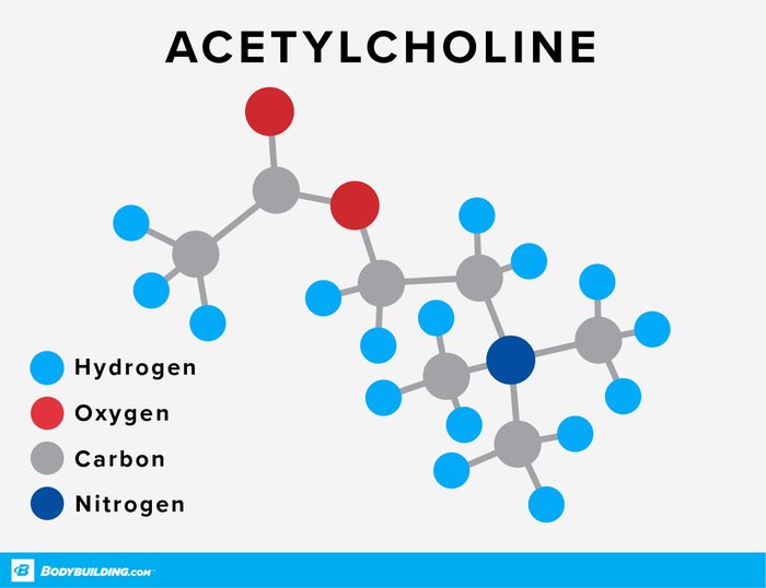 Acetylcholine