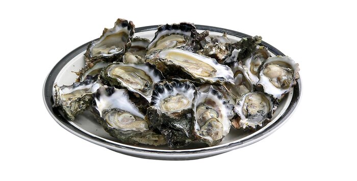 Oysters