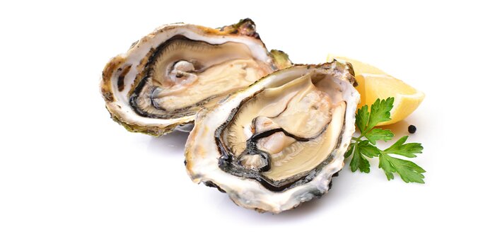 Oysters